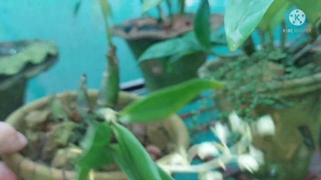 Phalaenopsis Lobbii | Dendrobium Farmeri | Dendrobium Miyakei , #Ankur_Orchid