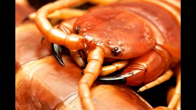 Сколопендра насекомое. Образ жизни и среда обитания сколопендры смотреть онлайн