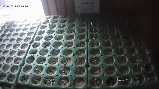 Проверка на всхожесть подсолнечника Гаярд. Устойчивый к заразихе на генетическом уровне. смотреть онлайн
