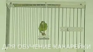 Пение Канарейки Для Обучения 5 Канарейки. Песня канарейка. Тренировка канареек кенара поёт Птицы