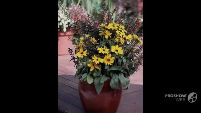 Cuphea - garden plants смотреть онлайн