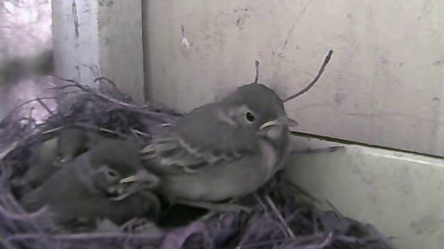 Птенцы трясогузки. 12 дней от роду. Завтра - в полёт . смотреть онлайн