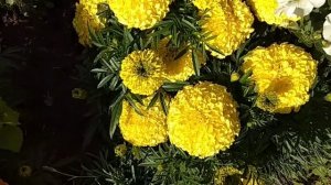 Бархатцы Антигуа это маленькие планеты)