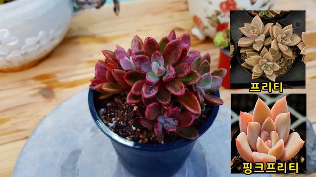 착한가격에 매력넘치는 색감이 나오는 다육식물 2종 누다,원종프리티(Sedeveria Rolly/Echveria CV. Rezry) смотреть онлайн