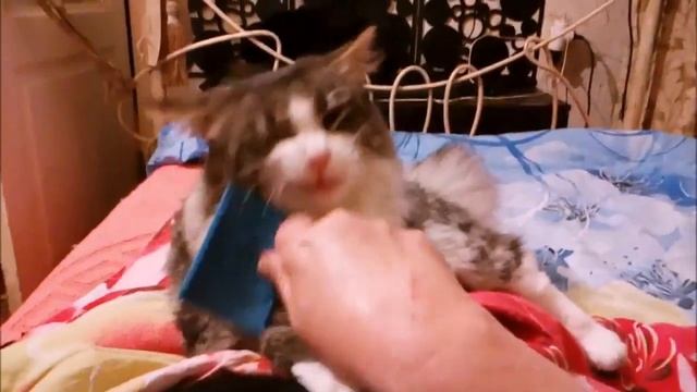 серый кот: смешная песня с нашими смешными котиками в главных ролях смотреть онлайн