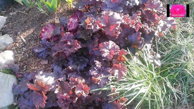 УКРЫВАТЬ ИЛИ ОБРЕЗАТЬ? ПОЧВОПОКРОВНЫЕ РАСТЕНИЯ. смотреть онлайн