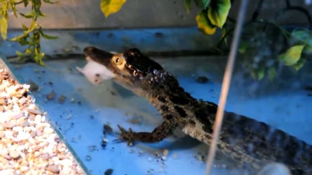 ТерраМания.рф_Крокодиловый кайман (Caiman Crocodilus)