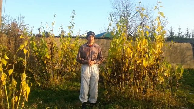 Не сжигайте сорняки смотреть онлайн