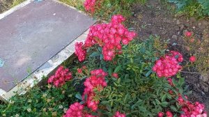 Мускусная роза Альберих