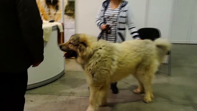 Международная выставка собак в Перми! смотреть онлайн