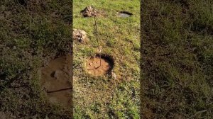 Посадка плодовых деревьев на лист металла.