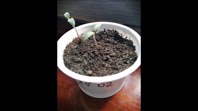 Сею и рассаживаю томаты. Обзор всходов и рассады. смотреть онлайн