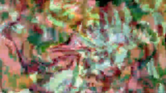 Abrir das Flores смотреть онлайн