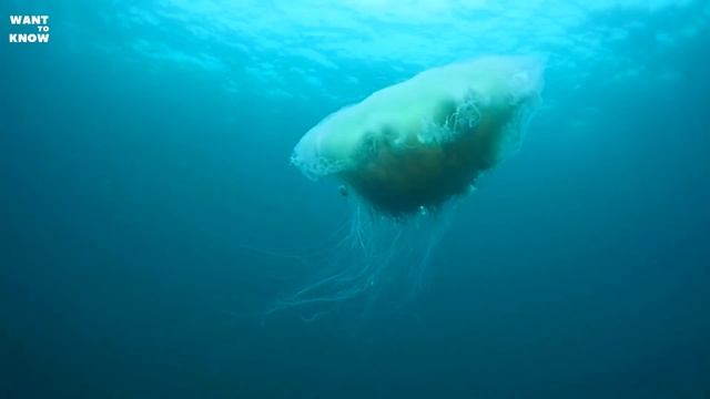 The largest jellyfish in the world (Cyanea capillata) смотреть онлайн
