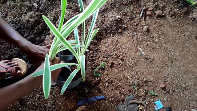 How to make awesome show plants pot from Flax lilly and Marble Queen Money plant|Krishna Farm смотреть онлайн