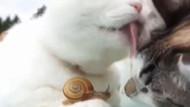 Amazing friendship смотреть онлайн