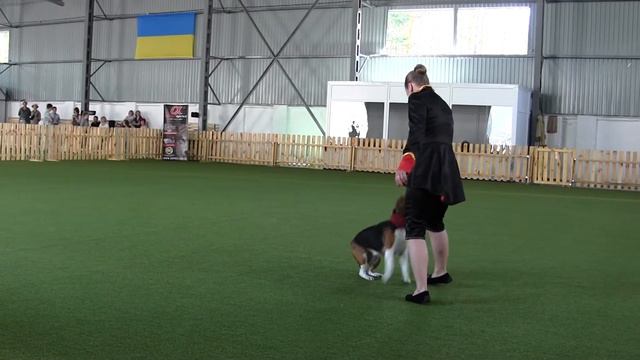 Цапренко Дарья и бигль Мари смотреть онлайн