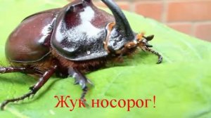 ЖУК - НОСОРОГ И ПЕСНИ