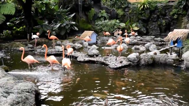 Beautiful Pink Flamingo Bird - 4 Fascinating Flamingo Facts