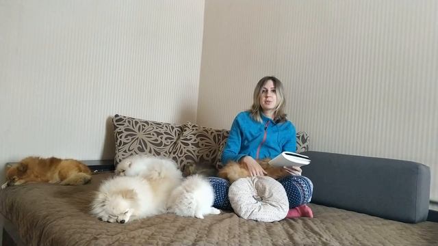 Все о Разведении Померанского Шпица. Ответы на вопросы о разведении померанского шпица. смотреть онлайн