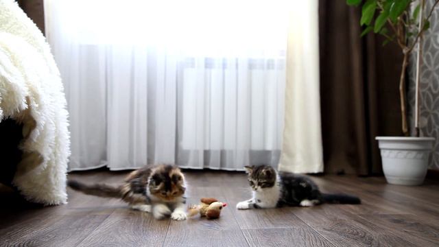 Котята и птичка. Только почему то она очень страшно пищит ,пугает малыша. смотреть онлайн