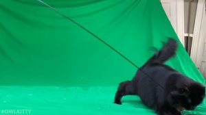 Godzilla vs. OwlKitty (Behind the Scenes)