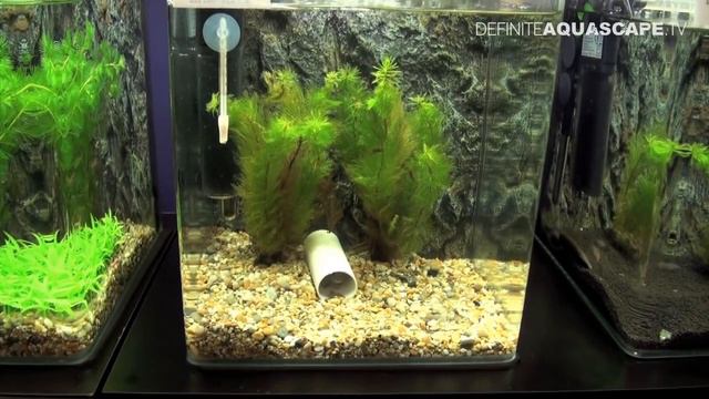 Methods for breeding aquarium fish - Aquatics Live 2012, part 9 смотреть онлайн