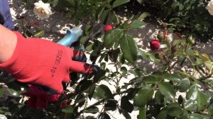 плетистая роза флорентина, питомник роз полины козловой - rozarium.biz, wattled rose Florentina