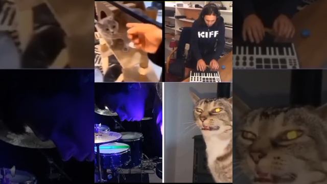 Кошачий трек смотреть онлайн