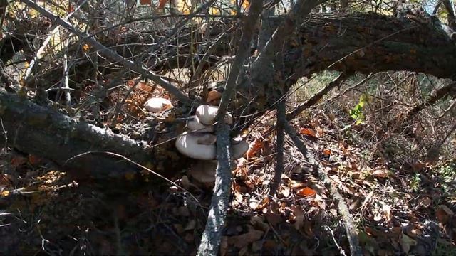 В лес за грибами! Маслята! Октябрь2022! смотреть онлайн