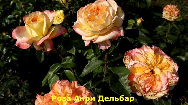 Розы Новинки - успехи роз первогодок! Перспективные новые сорта. смотреть онлайн