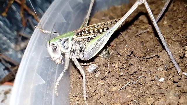 Серые кузнечики откладывают яйца. Katydids Lay Eggs (Decticus Verrucivorus).