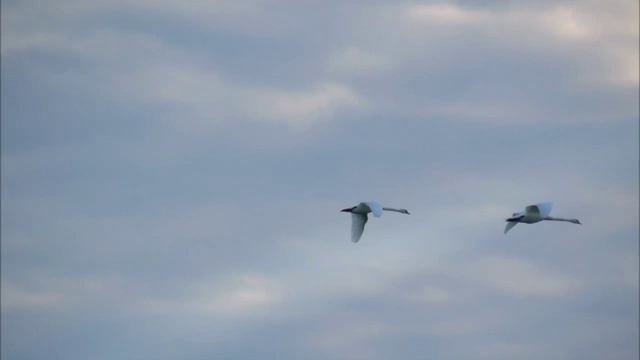 Белая лебедь. Туймазы.Старица реки Усень смотреть онлайн