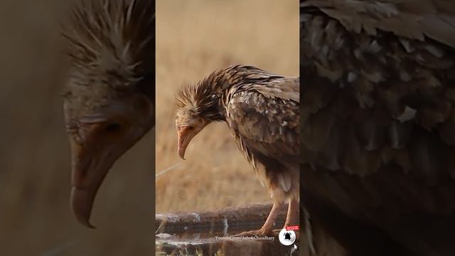 Egyptian vulture (Neophron percnopterus) #vulture #shorts #ytshorts #short-story #nikon #nikonIndi смотреть онлайн