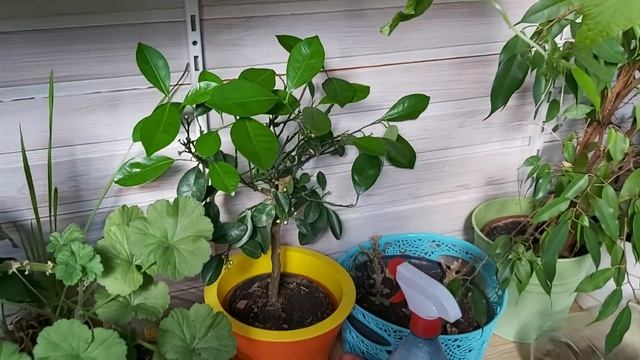 Выращивание цитрусов. Лимон, каламондин. Уход, удобрения. смотреть онлайн