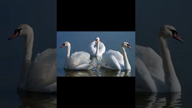 Буктрейлер по поэме "Разлученные лебеди" С.Сейфуллина. Болат Каракат 6 "В" кл. - Самыкова А.С смотреть онлайн