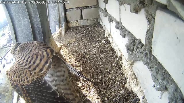 Самка чистит перья - 26 марта 2020 смотреть онлайн