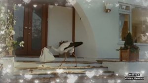 Футаж Аист несет ребенка.