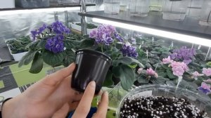 Здоровые и крепкие корни у фиалки. Как нарастить для ШАПОЧНОГО ЦВЕТЕНИЯ?!!