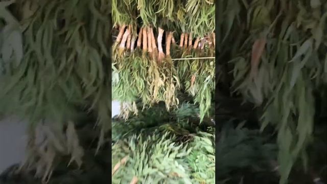 Веник эвкалипт смотреть онлайн