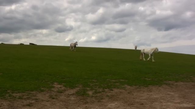 Hillside Shire Horse Sanctuary (June 2009) смотреть онлайн