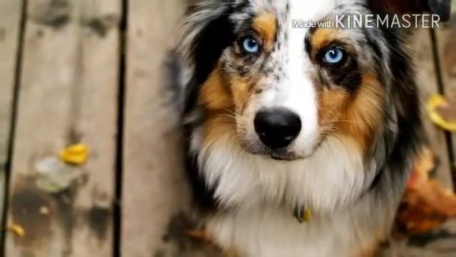 Подборка фото собак часть 1 смотреть онлайн