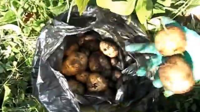 Мой огород - Урожай картофеля в грядках + фасоль 23.08 смотреть онлайн