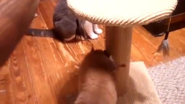 Домашний Каракал играется