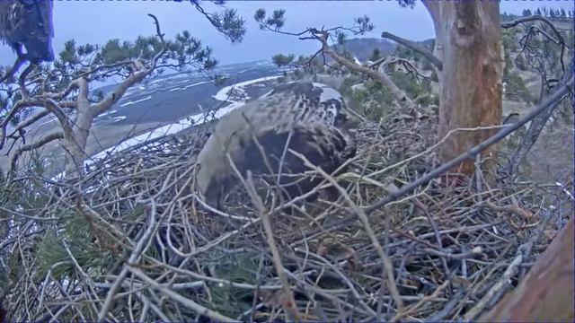 Алтын и Алтынай в гнезде 12 апреля 2021 около 5 утра смотреть онлайн