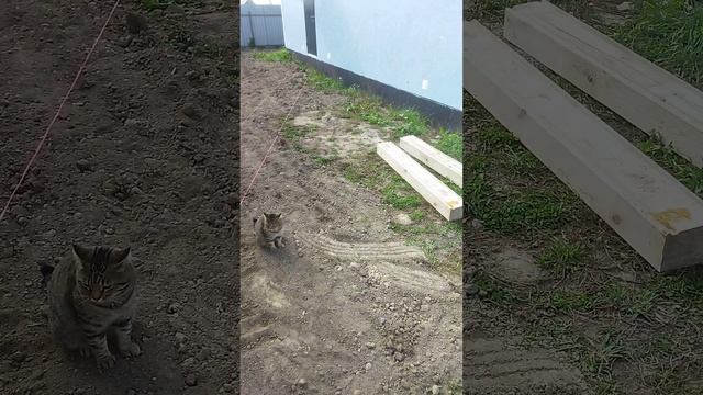 Мастерская мечты 119 день ЧАСТЬ 2 #shorts смотреть онлайн