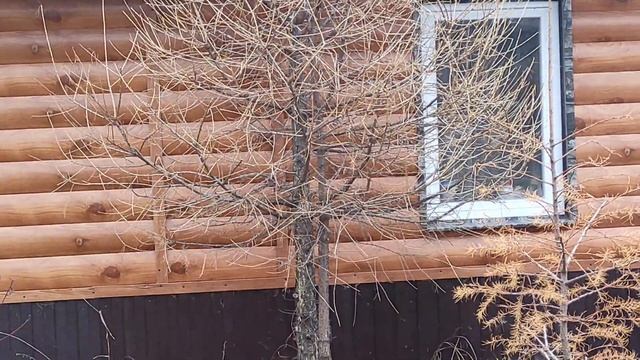 Лиственница на штамбе своими руками.Обрезка осенью. смотреть онлайн