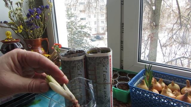 Сохранить ЛИЛИИ до высадки в открытый грунт ЛЕГКО и ПРОСТО! смотреть онлайн