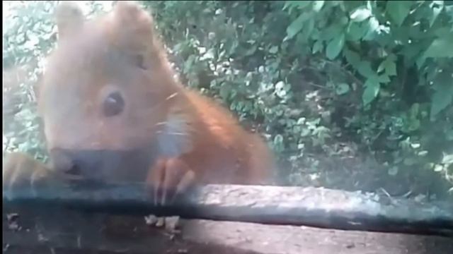 Кто же поселился у меня на даче?И пугал меня ночью.Who Settled In My Dacha? And Scared Me At Night