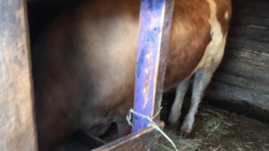 Рацион кормления быков в 1 год 3 месяца